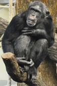 Schimpanz